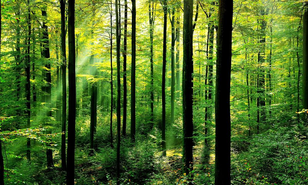 Scotland wants to plant 100,000 hectares of trees in the decade to 2022