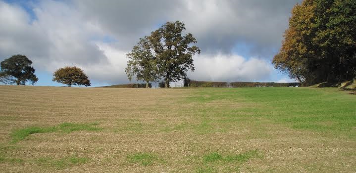 Frit fly damage in grassland