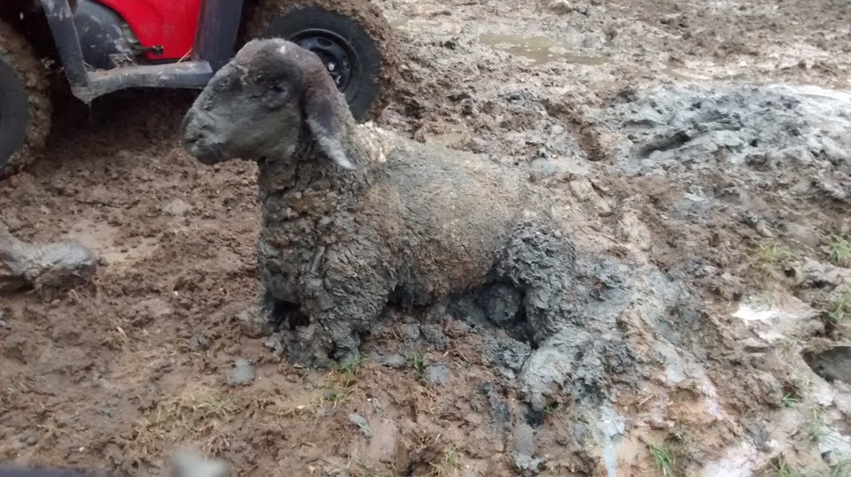 The farmer kept him inside in the warm while he recovered from his ordeal