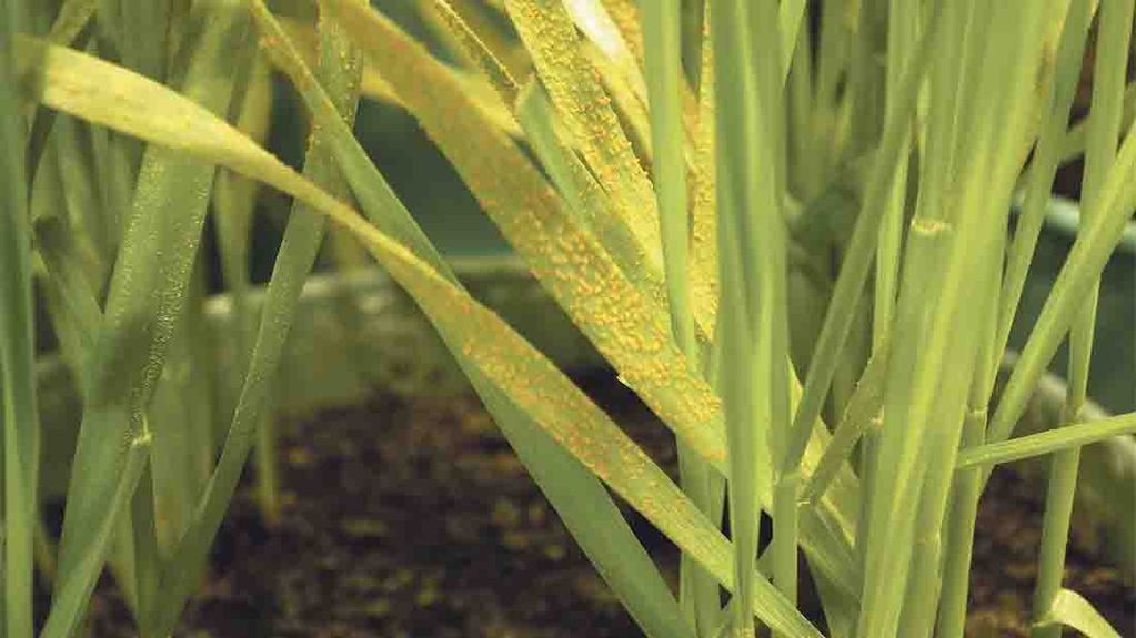 ‘Kranich’ yellow rust race has been detected in the UK for the first time