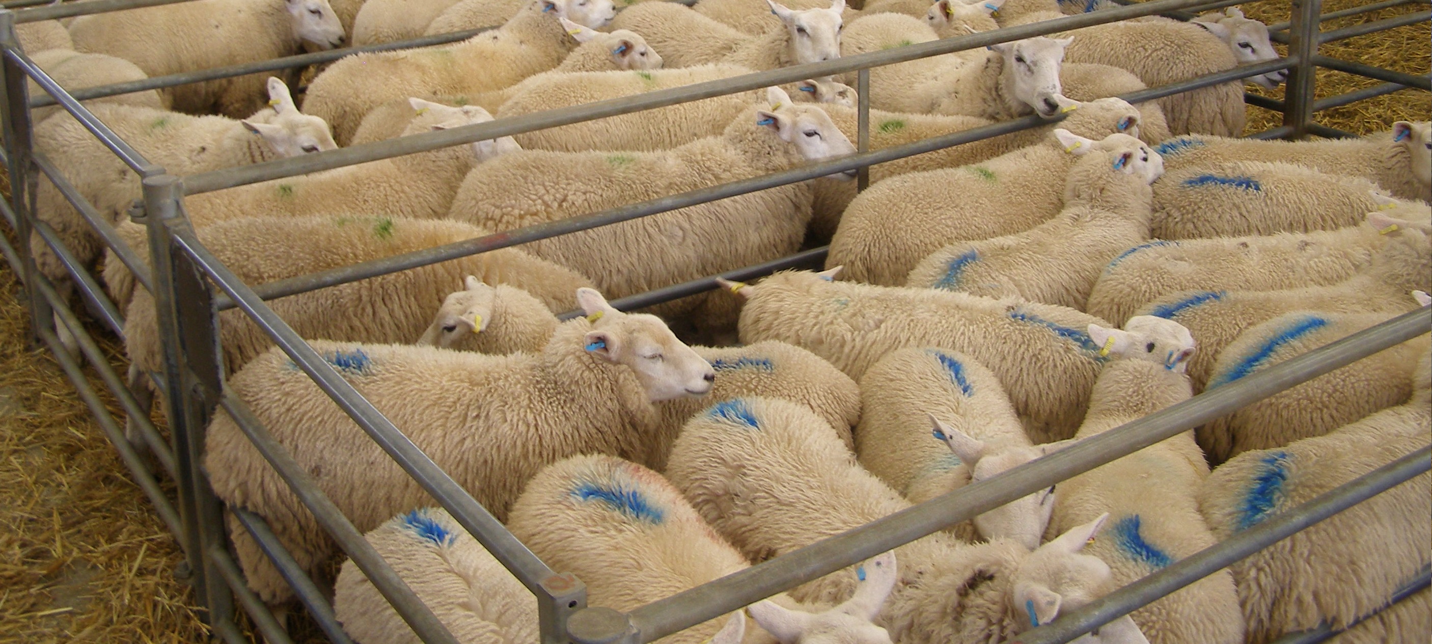 Store and breeding sheep increased 10% to 2,910,098 from 2,685,792