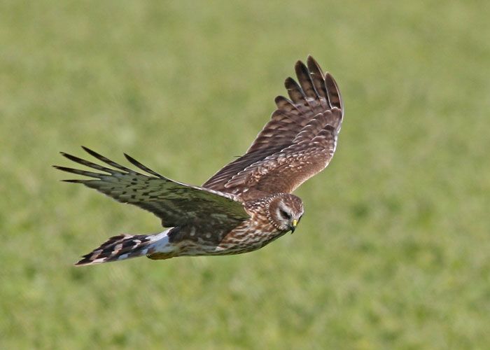 Poisoning was the most frequently recorded bird of prey crime