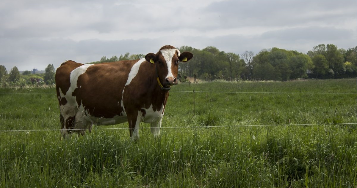 Easter marks one of the most important and busy periods for livestock farmers
