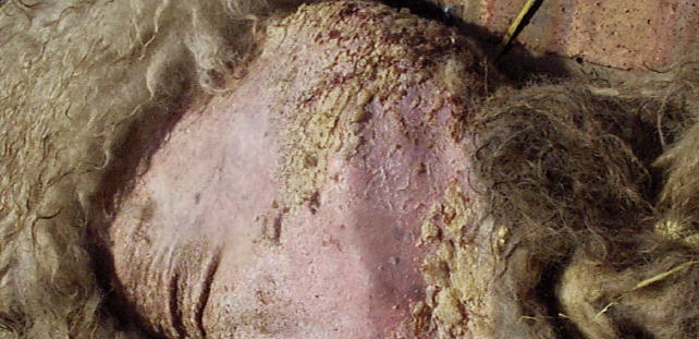 Sheep scab is one of the most contagious parasitic diseases in sheep