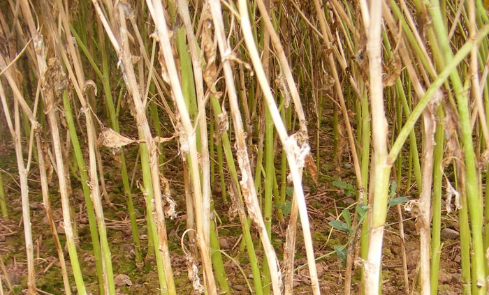 Sclerotinia untreated