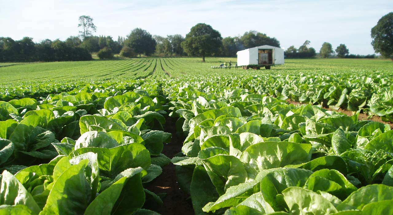 UK horticulture not ready to meet guidelines for healthy diets, says new report