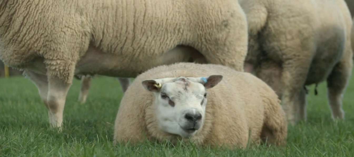 Well-fed ewes are much more resilient to worms and shed fewer eggs