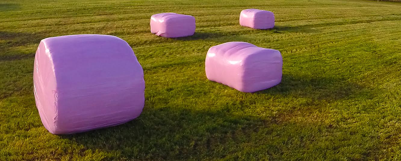 Pink silage bales are once again set to be a common sight in the countryside this season