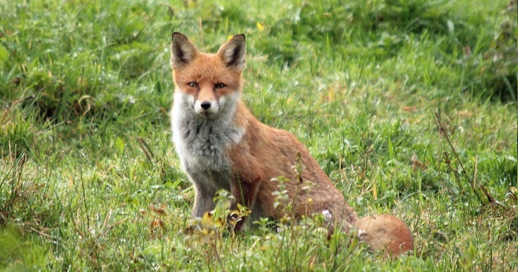 The code seeks to guide farmers and land managers in using fox snares efficiently and humanely