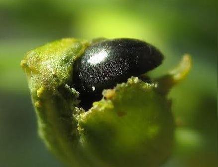 Pollen Beetle on OSR flower bud