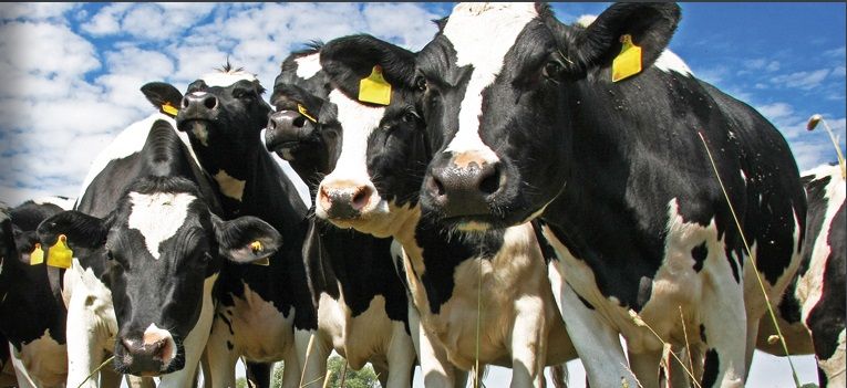 TotalDairy Seminar has built it’s international reputation as Europe’s premier, technical dairy conference