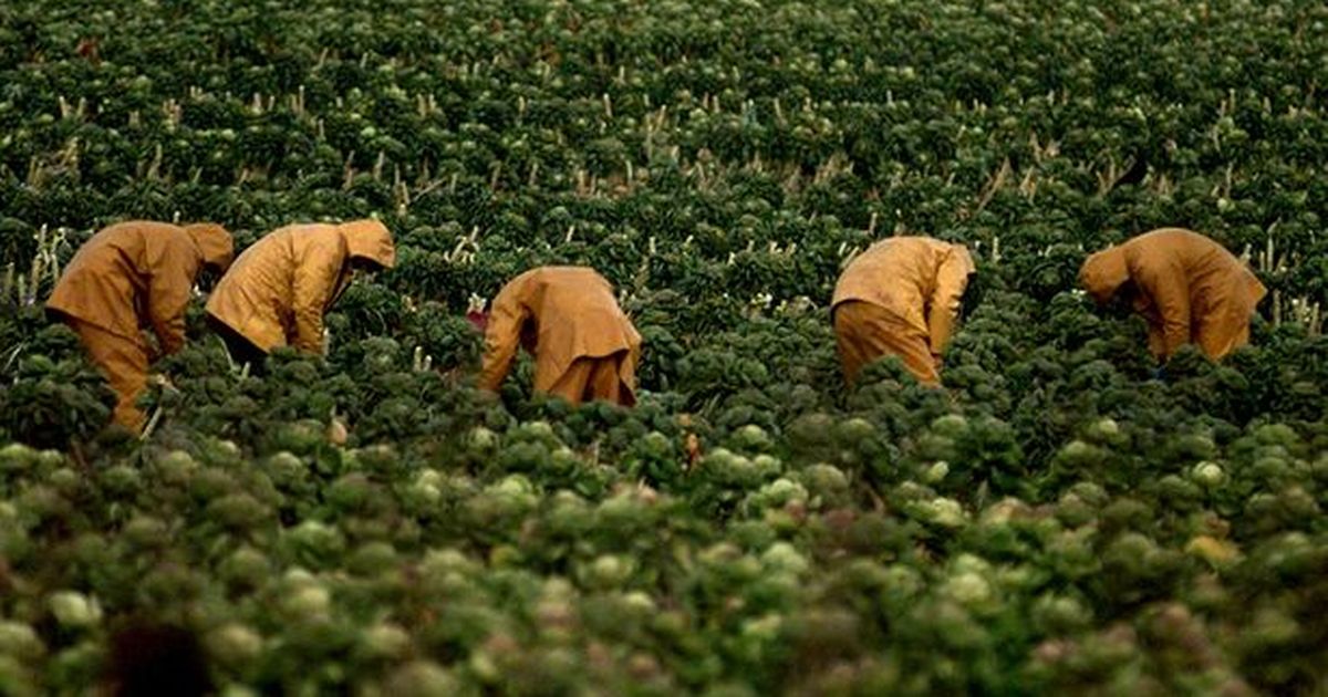 Wages for soft fruit and vegetables farmers can represent more than 40 percent of the operating costs