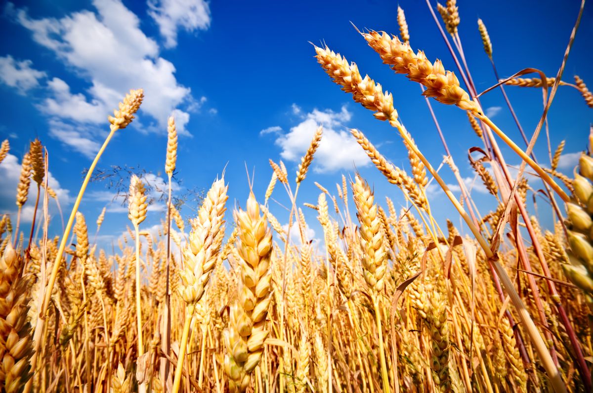 These wild relatives, unlike wheat, provide a vast and largely untapped reservoir of genetic variation