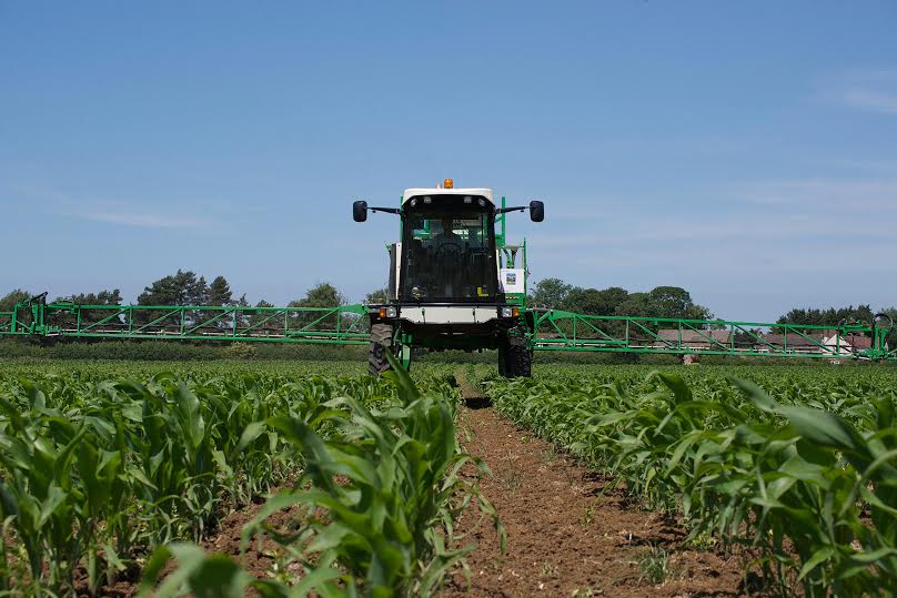 Maize herbicide application