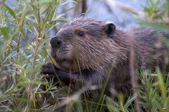 Beavers are damaging low lying arable farmland, the farmers say (Photo: Cszmurlo)