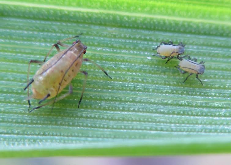 Grain Aphid - Oxford SIC - 2016