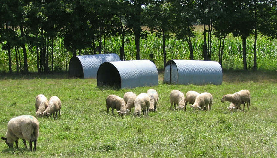 Cryptosporidium is a disease that is very common in young farm animals (stock photo)