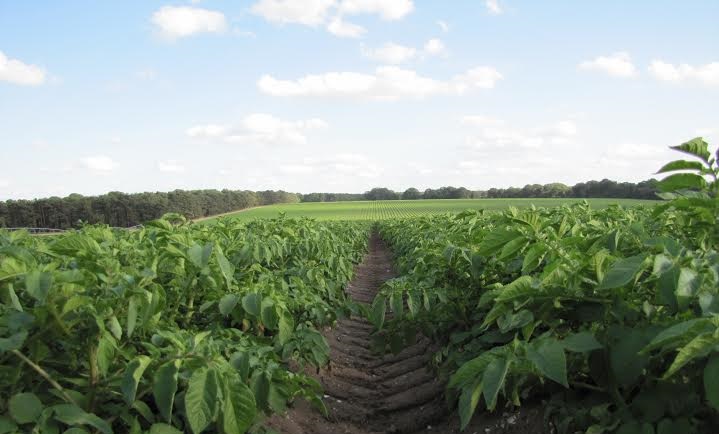 The project has been awarded £109,273 and will be located at Elveden Farms in West Suffolk