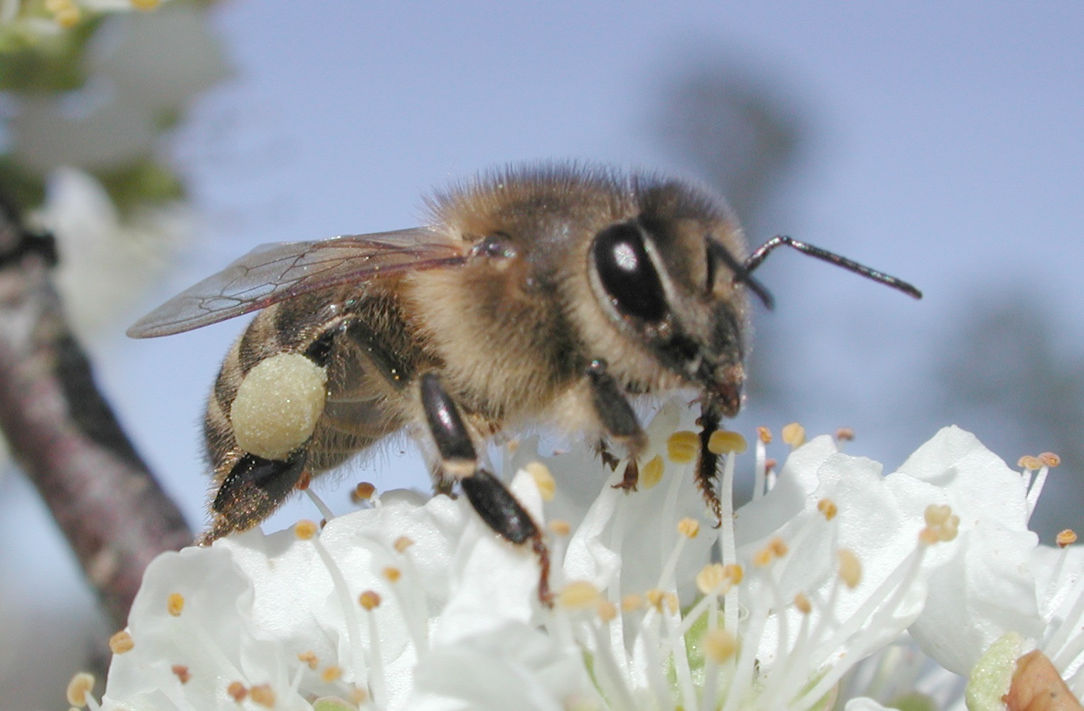 Honeybees are affected by a banned EU pesticide... but their counterparts, bumblebees, are not