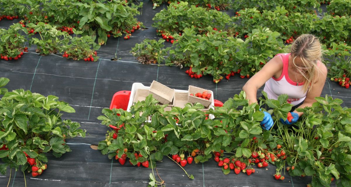 A British organic strawberry farm (Photo: Riverford Organic Farm)
