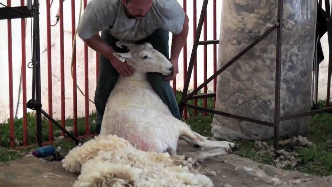 Sheep shearing