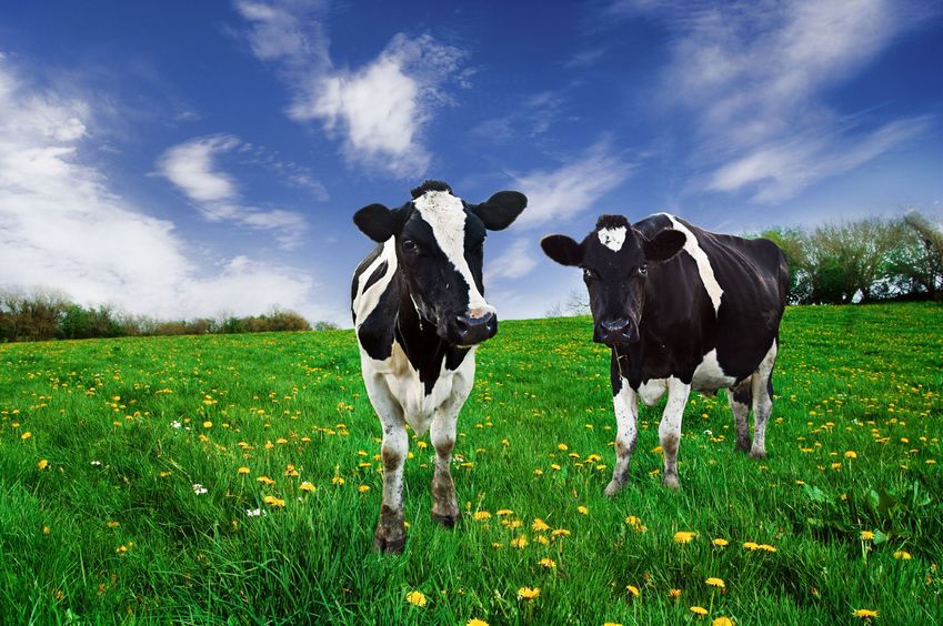 "Looking forward, the news is by no means all bad for the dairy industry"