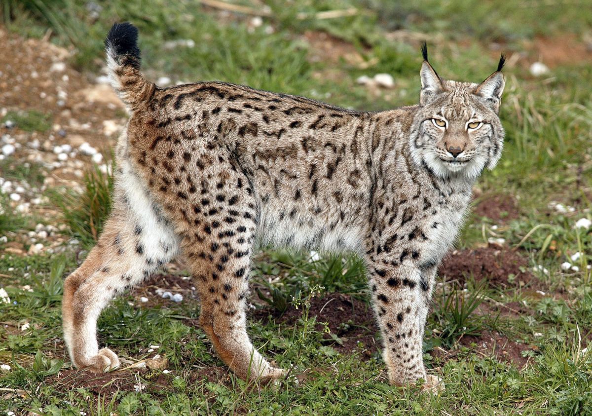 NSA argues the consequences would be far greater than just a few sheep lost each year to hungry lynx