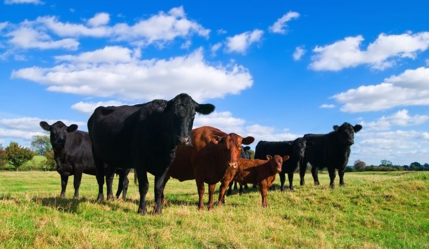 Copa-Cogeca warns the deal will have a 'catastrophic impact on EU beef'