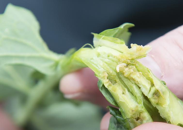 CSFB larvae in leaf stem