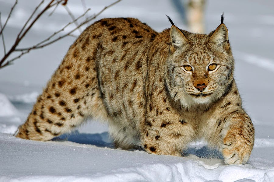 The Swedish farmer describes the lynx as much more unpredictable than the wolf, which is also common in rural Sweden