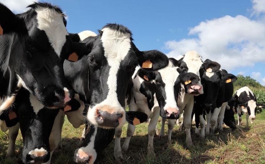 Commuters in major UK terminals will be able to watch live footage of Waitrose's farm