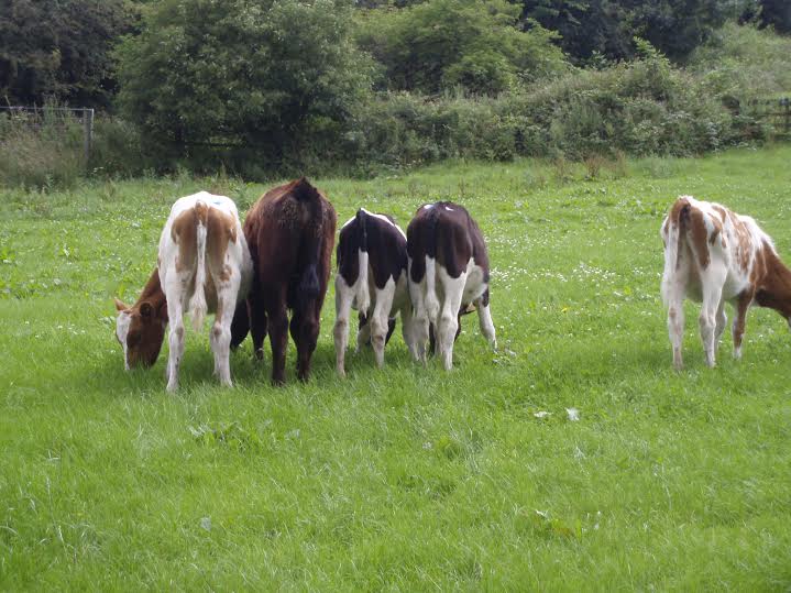 1st season grazing