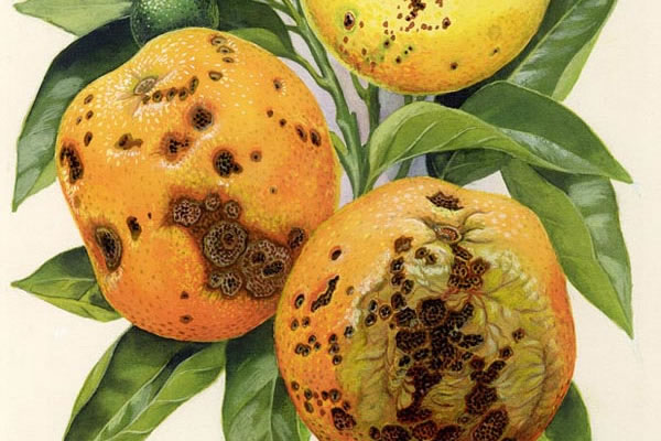 Guignardiacitricarpa, or black spot disease. It's presence in Europe could have a serious effect, warns Copa and Cogeca