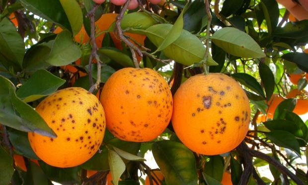 Black spot disease in citrus fruit