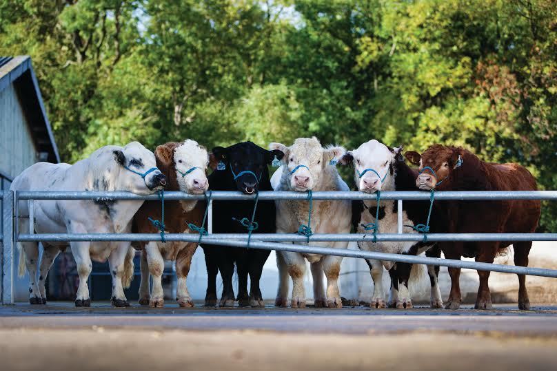 The programme will offer two finalists the chance to work with Cogent’s beef genetics team