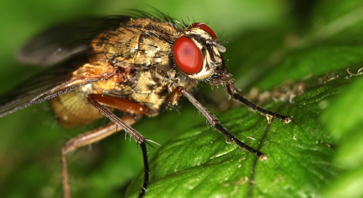 D. radicum ‘cabbage fly’ destroys Brassica crops including cauliflower, broccoli and cabbage