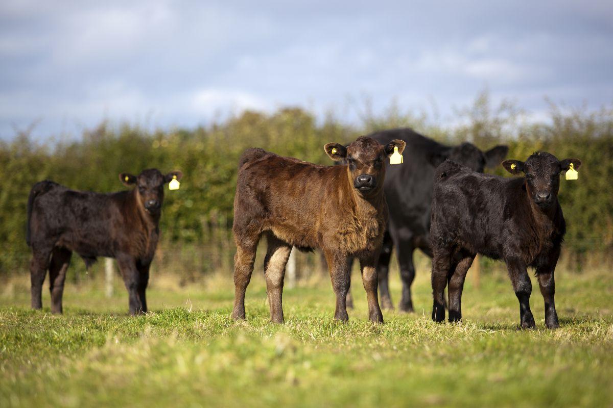 Accessing the lucrative US beef and lamb markets would be hugely advantageous for British livestock farmers
