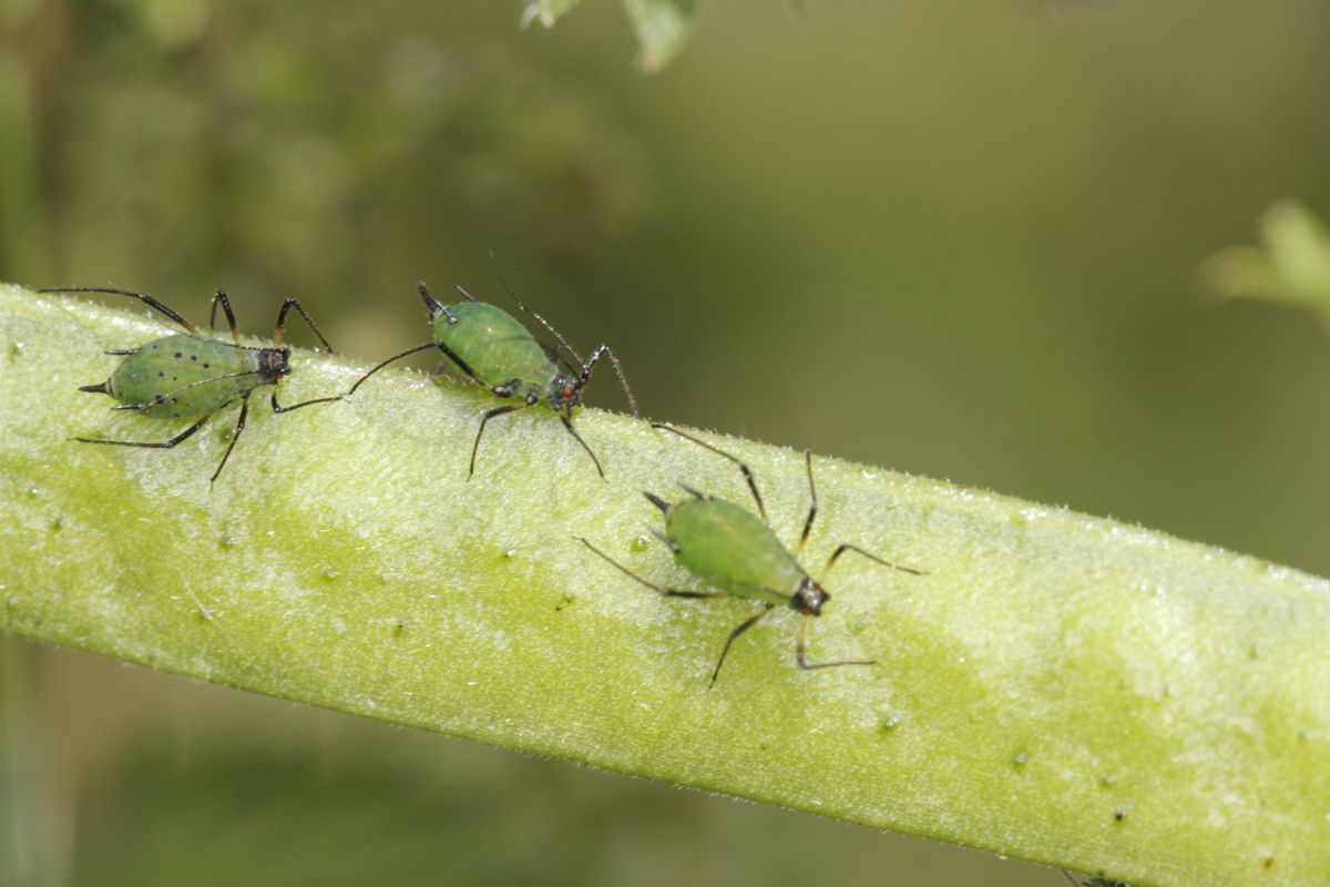 A trick of the light may help diseased plants attract greenfly