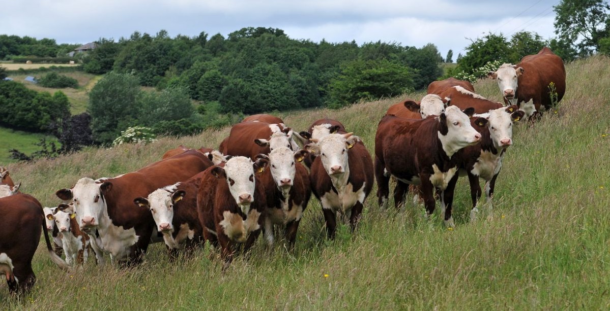 'Livestock farming is crucial for the economies of rural areas where often no other source of employment exists'