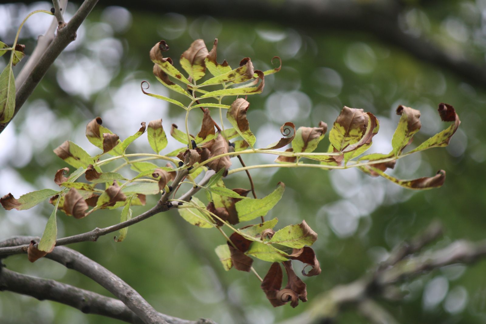 New report identifies genetic tolerance to ash dieback