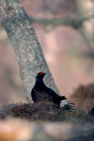 blackgrouse copyright Laurie Campbell