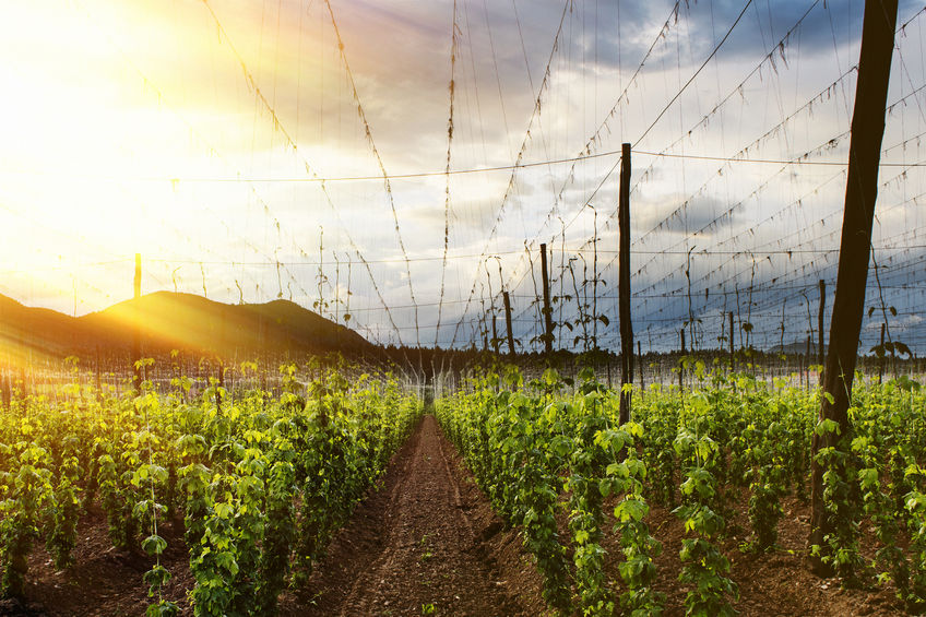 British hop field