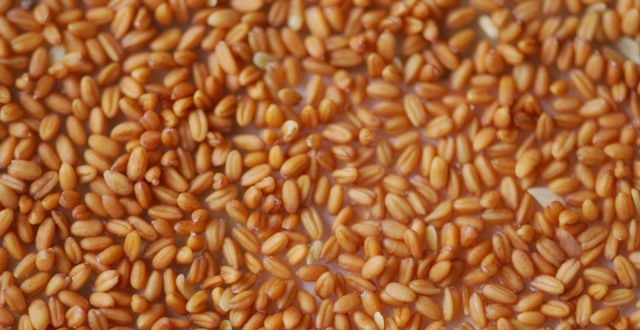 Rapidly expanding modern industry is seeking new omega-3 sources (Photo: Camelina seeds)
