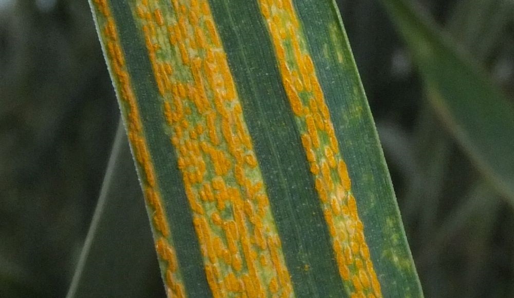 Yellow rust