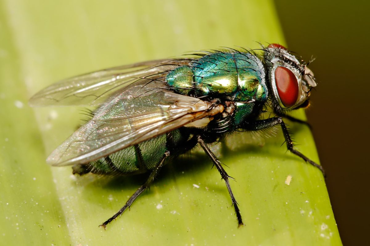 Blow flies are robust, metallic carrion infesting flies
