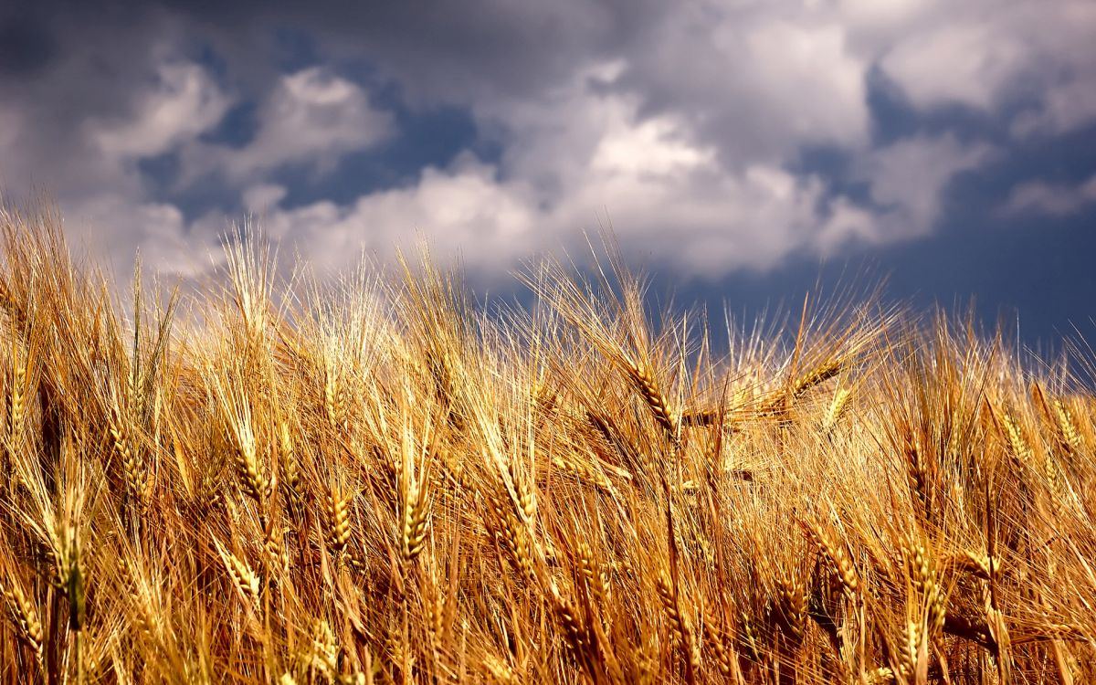 The plans will govern preventive measures for imported plant pests and rapid response mechanisms for high-risk ones