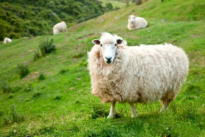 Sheep farmers are pleased with the new livestock movement changes