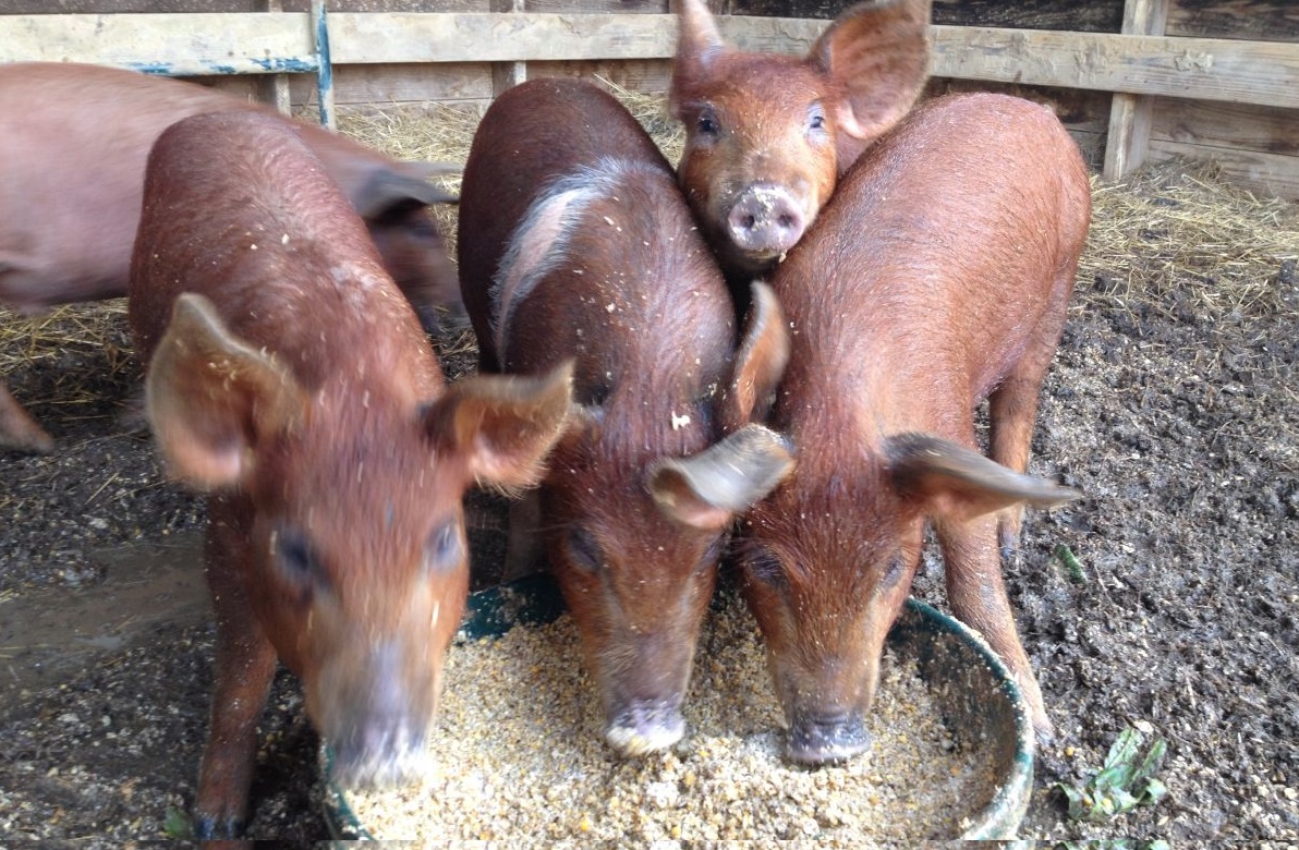 There is big potential for using insects as feed for livestock