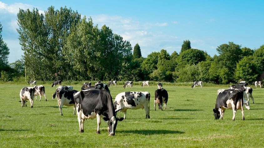 17 per cent of farms face major financial problems as their liquidity ratio demonstrates they do not have the ability to pay off their short term debt.