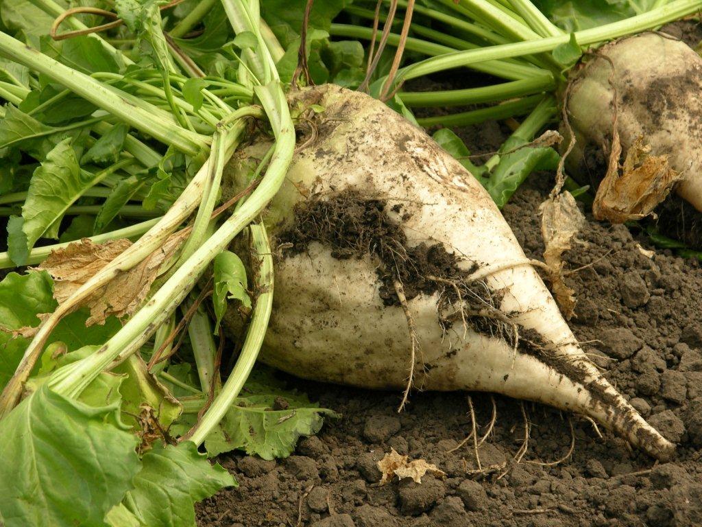 Sugar beet